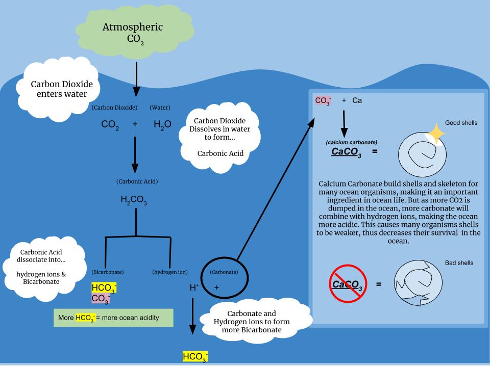 Ocean Acidification: The Other CO2 Problem