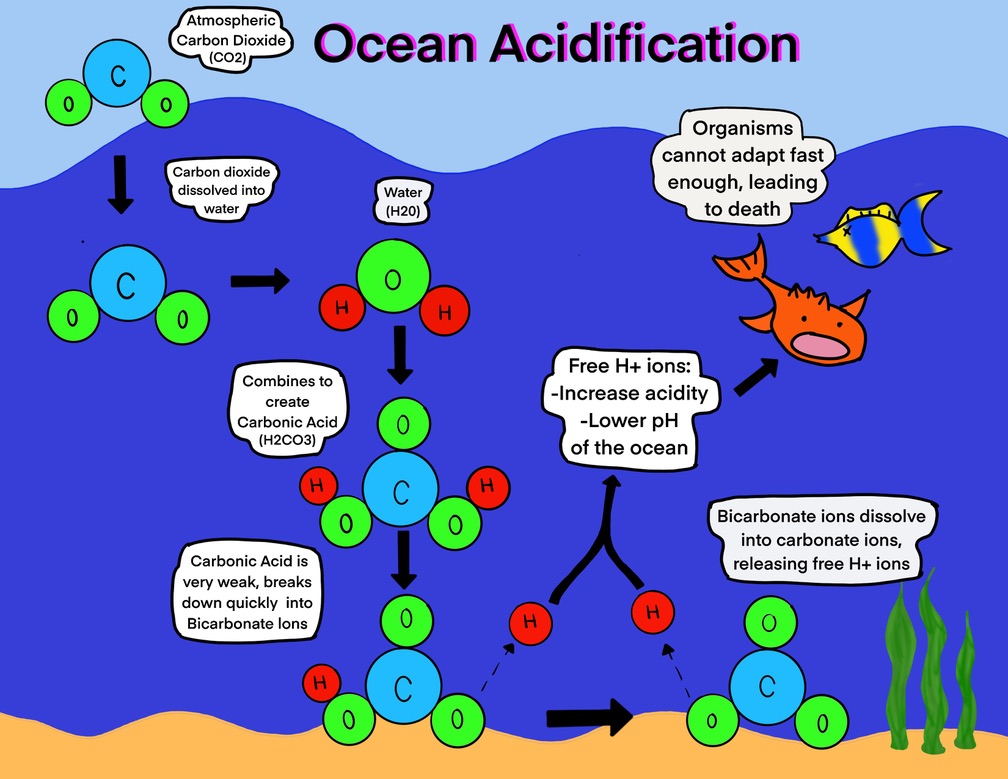 Ocean Acidification: The Other CO2 Problem