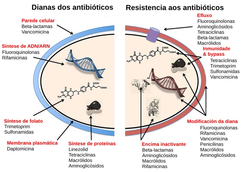 Antibiotic Resistance: The Silent Crisis Threatening UK Public Health