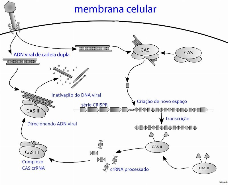 CRISPR Gene Editing Explained