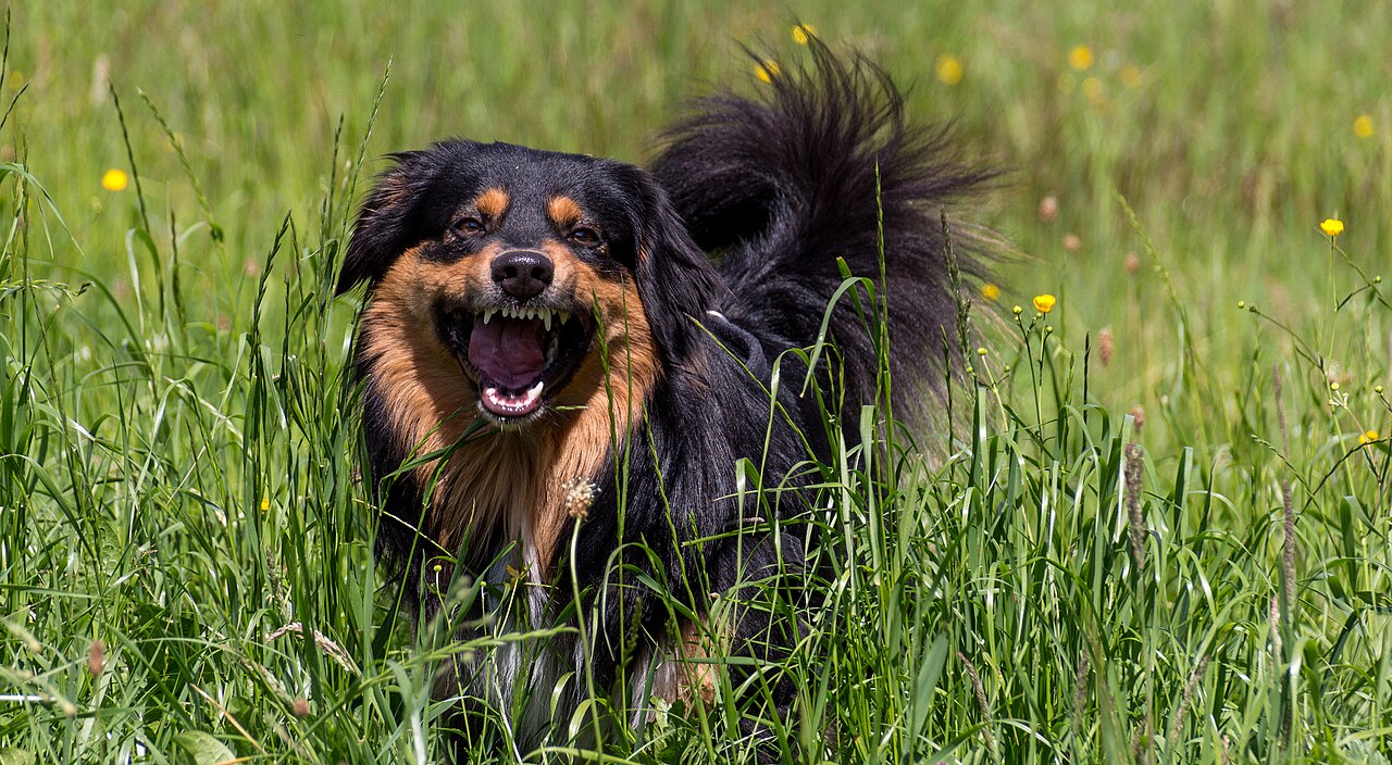 XL Bully Ban: How the Dangerous Dogs Act Failed Britain and Why the Latest Crackdown Won't Work
